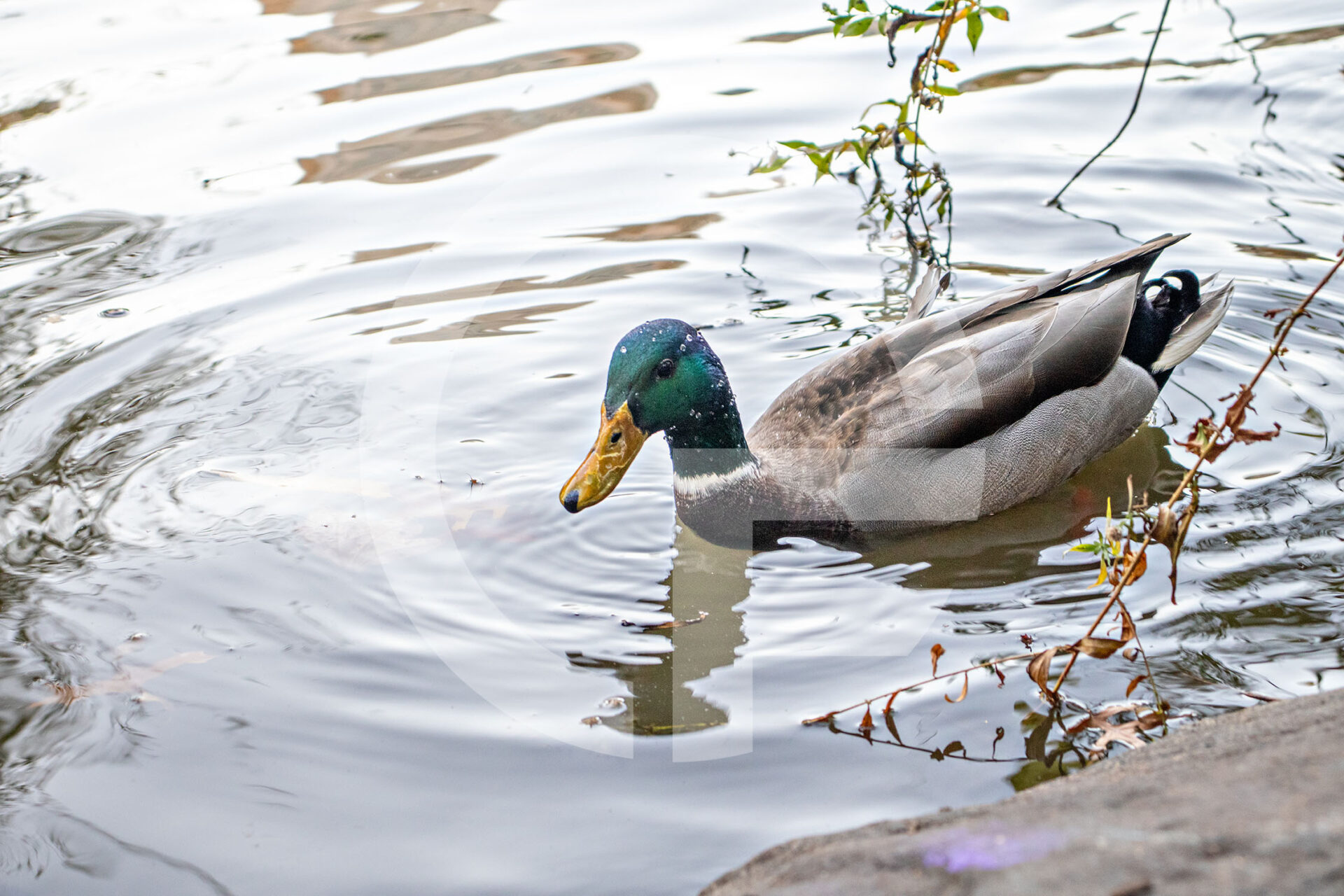 duck swimming in a pond