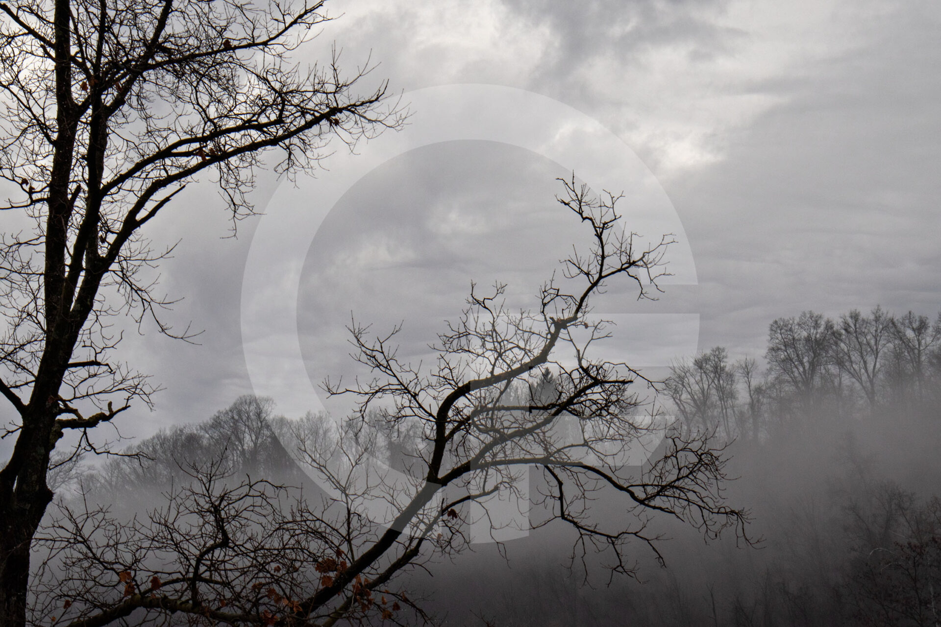 tree branches in the fog